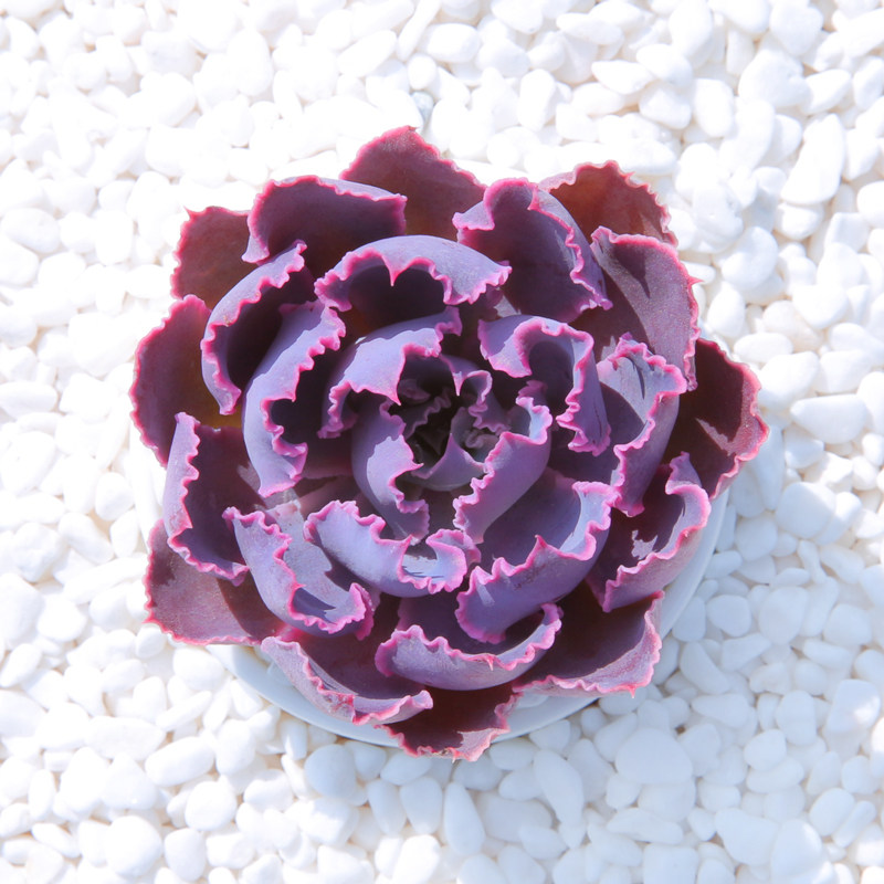 滴露_热卖滴露【价格 图片 打折 包邮】 - 360购物