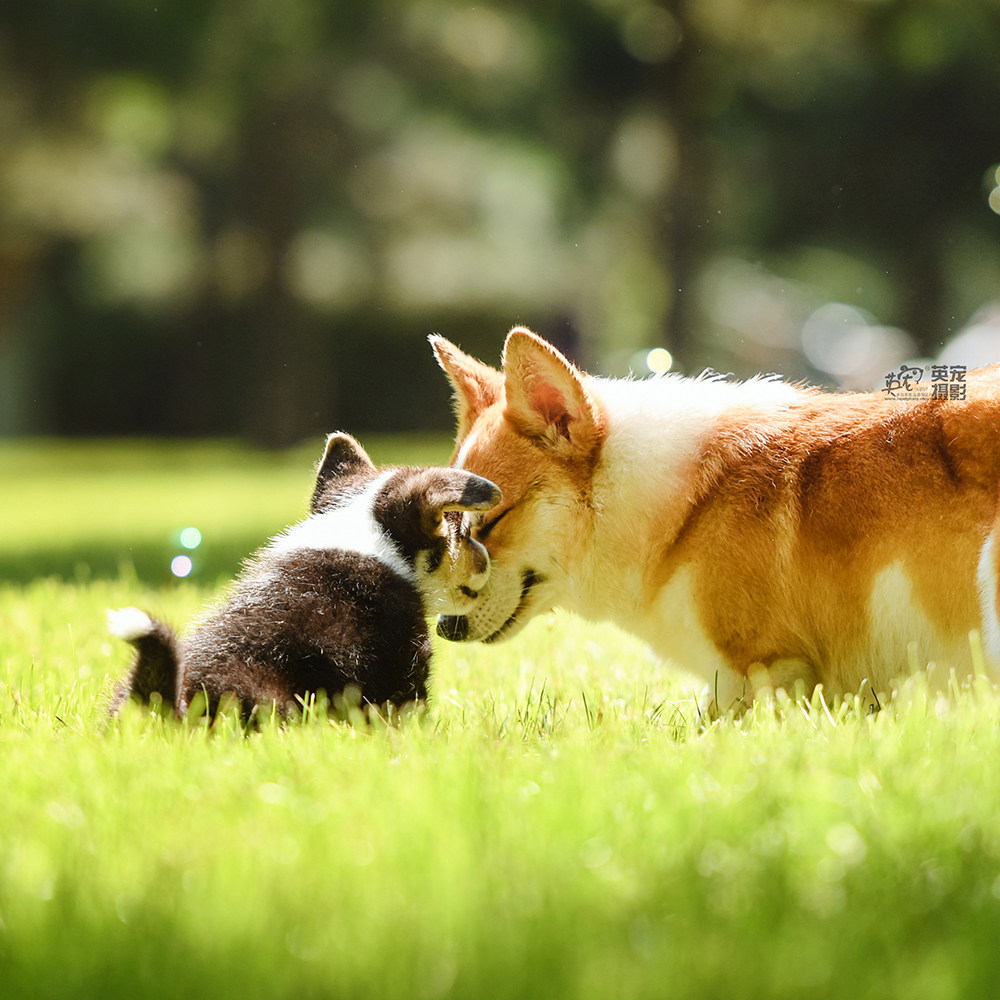 【英宠】预定约北京/上海/广州/深圳全国专业宠物摄影猫狗兔写真