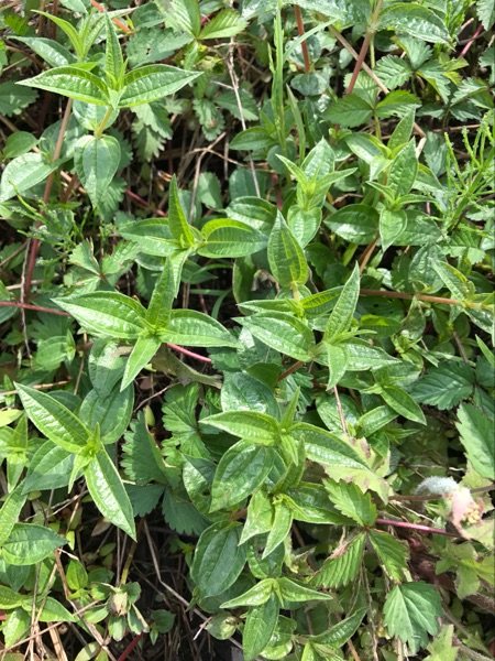 新鲜糯米藤根 雾水葛 捆仙绳 咄脓膏 草药 纯根500g包邮