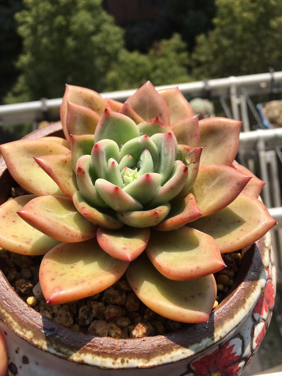 &yen 200 安徽 阜阳 多肉玩家自养香槟,状态良好,清阳台出 57分钟前