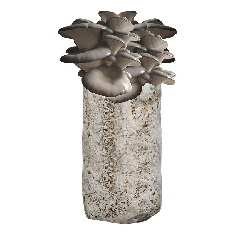 蘑菇种植包菌菇包家种黑平菇菌种食用菌四季室内家庭种蘑菇菌棒