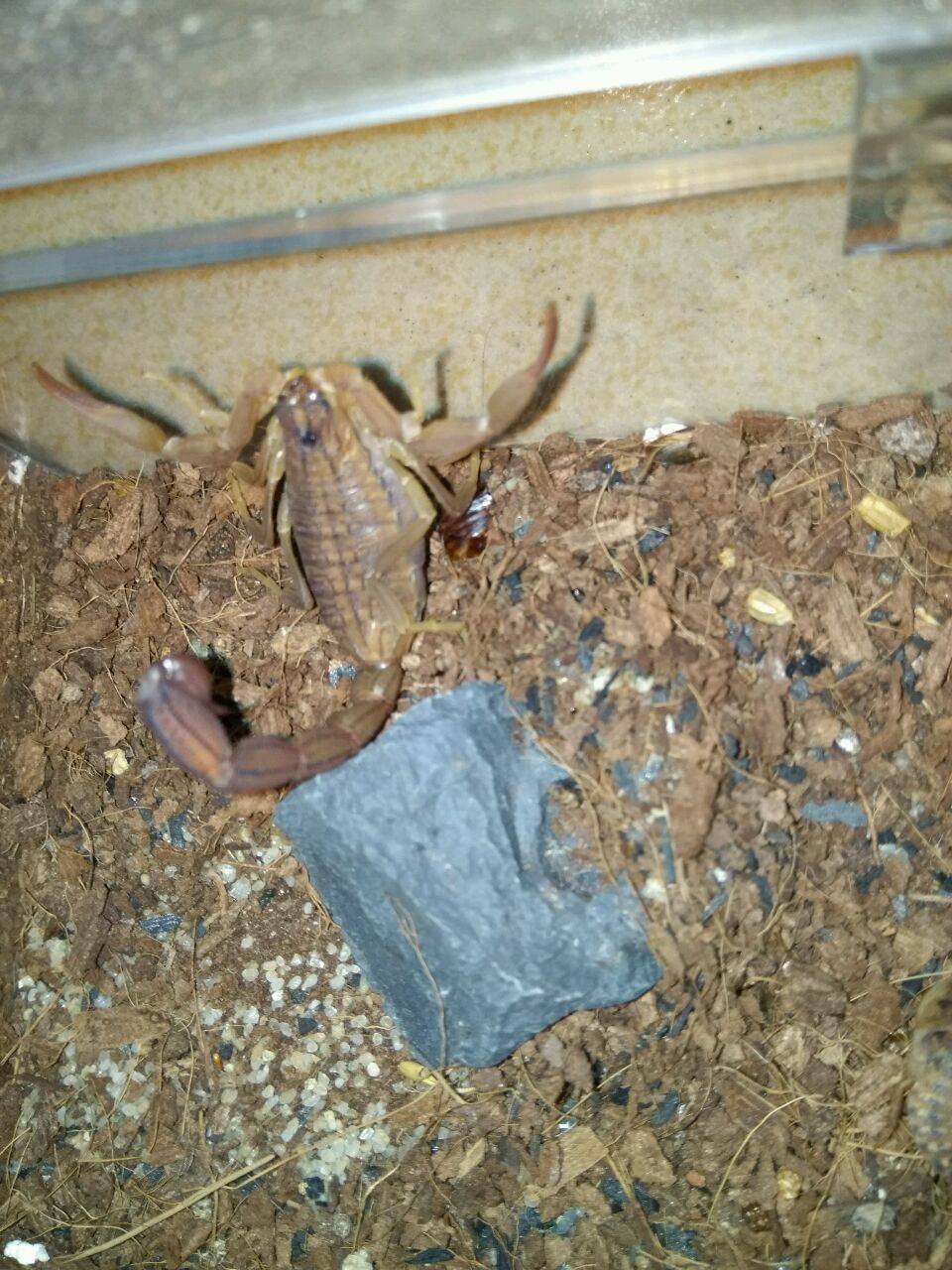 【红鳄背蝎】_二手_转让_回收 – 闲鱼