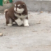 红色阿拉斯加幼犬宝宝