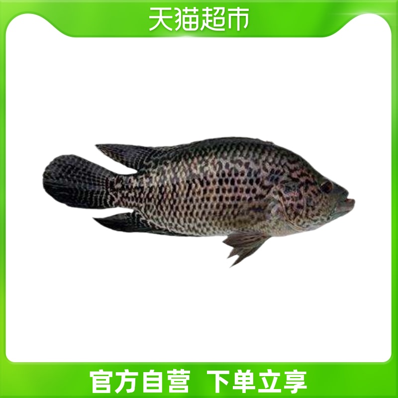 斑鱼大全——其他用品