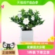 【单品包邮】小栀子花盆栽室内浓香型花卉绿植庭院四季开花植物