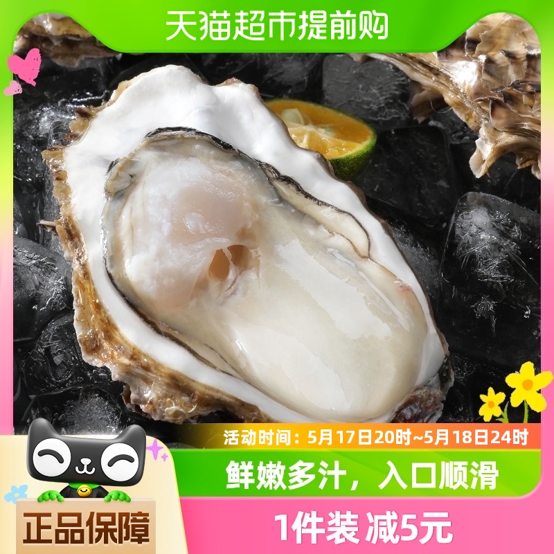 贝司令鲜活乳山生蚝新鲜牡蛎2XL净重4斤13-17个海鲜水产海蛎子