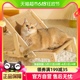 猫窝夏季四季通用猫床猫咪沙发躺椅剑麻猫抓板玩具猫爬架吊床夏天