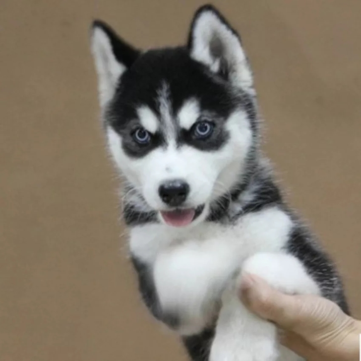 纯种家养哈士奇雪橇犬幼犬双蓝眼三把火哈士奇幼犬二哈活体宠物狗