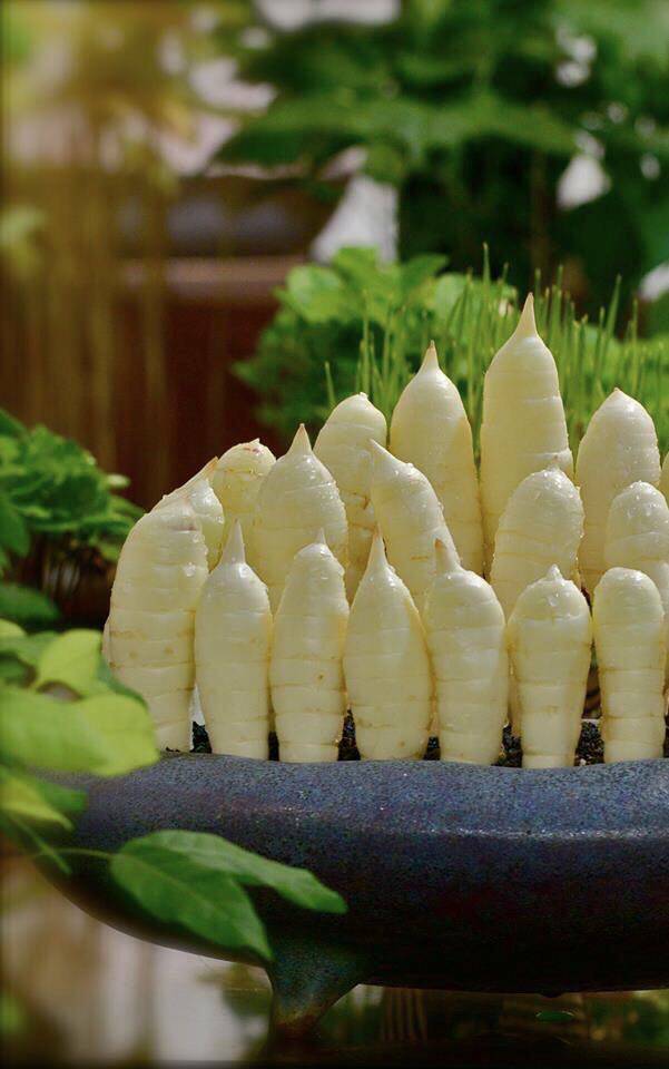 葛郁金 竹芋 富晴欢 和小森一起玩种z盆栽