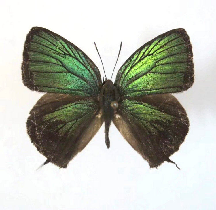 a1品质 未展翅 娥娆灰蝶 arhopala eumolphus 真蝴蝶原蝶标本