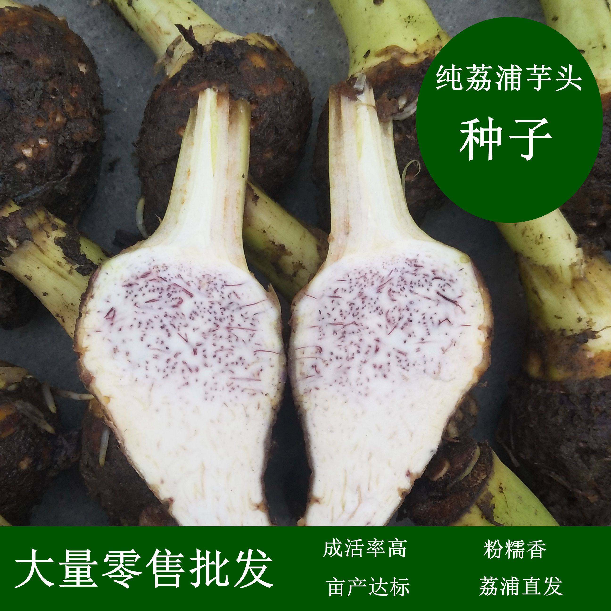 槟榔芋种子_广西荔浦芋头纯种子槟榔香芋紫藤香芋小芋头仔5斤包邮大量