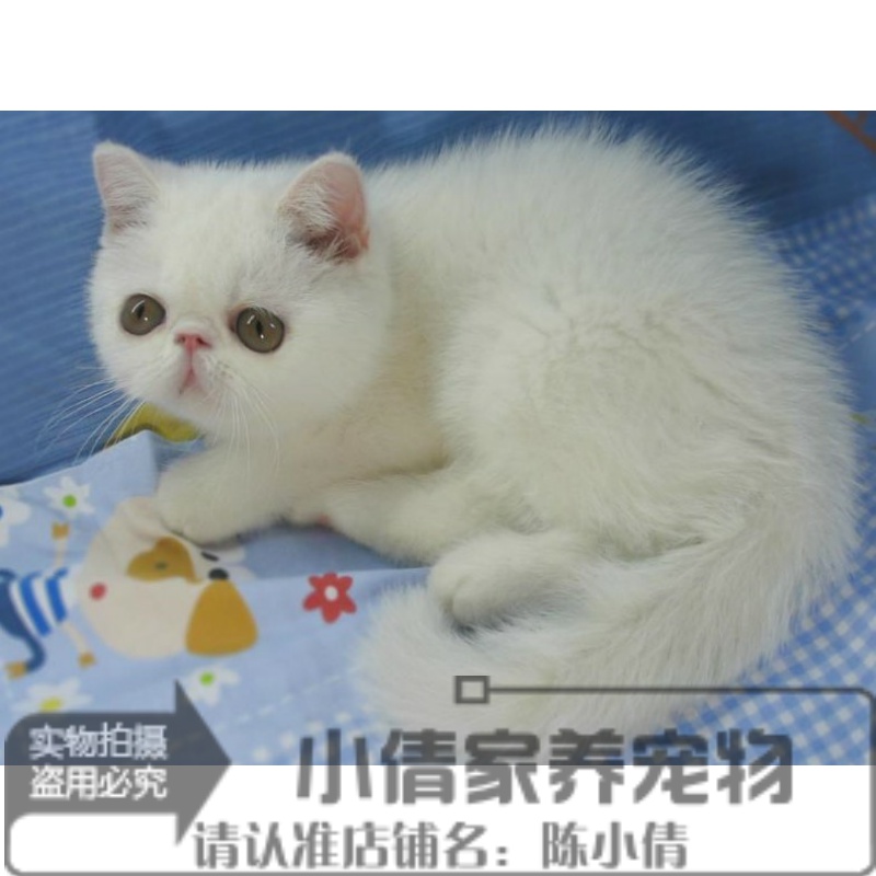 赛级纯种活体宠物加菲猫异国短毛猫白色加菲猫幼猫家养出售y