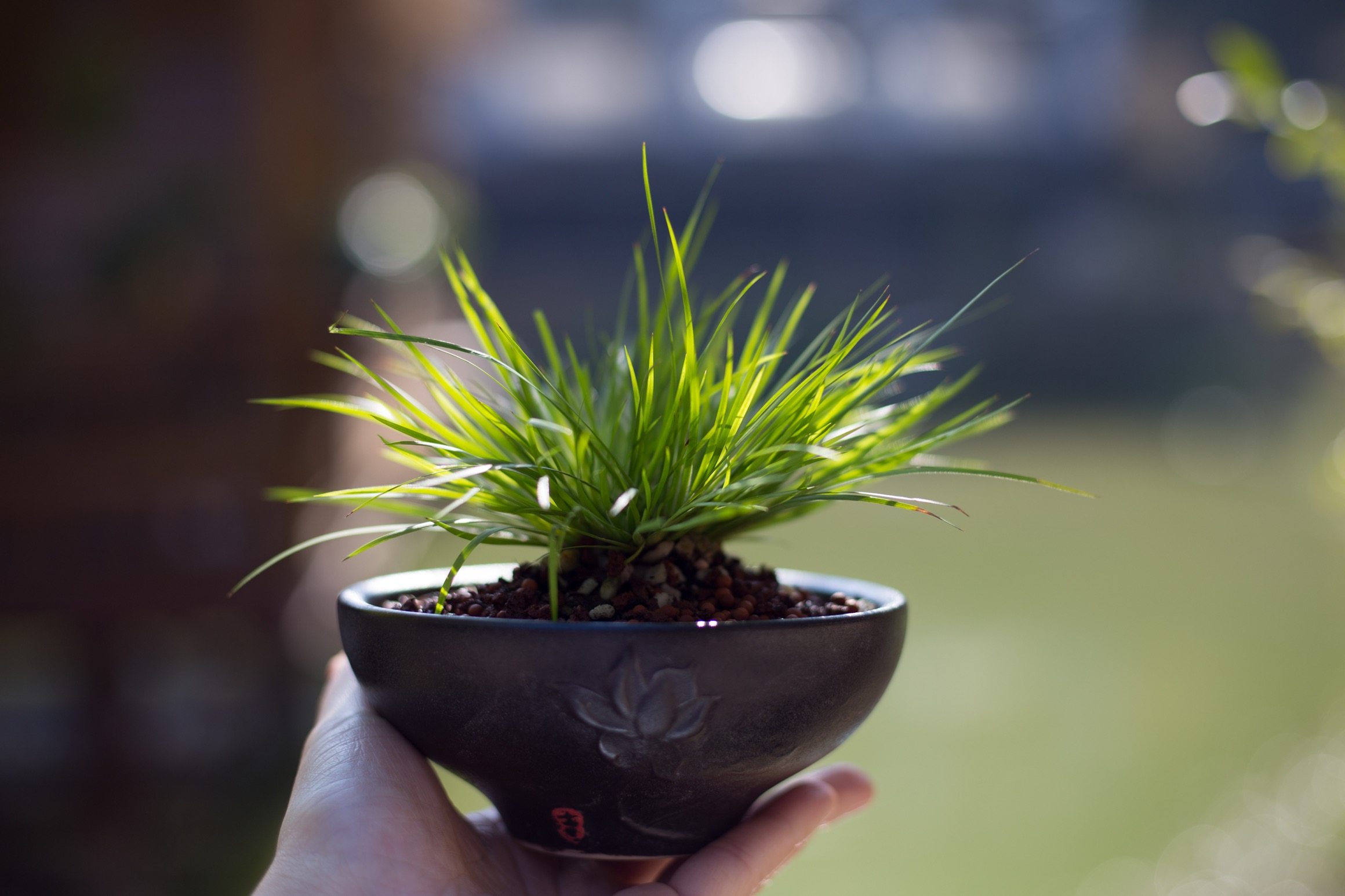 文学中的菖蒲草,渺小的植物中寄托的真挚情感_教育培训_资讯_乐活信息