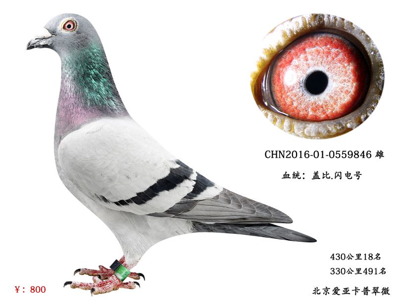 桑杰士闪电公棚决赛49名之母 多关稳定种雄/天落鸽/圆环信鸽a12
