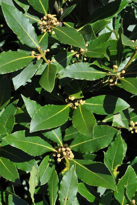 有机摩洛哥月桂叶Laurel Leaf-精油原料专区|msdalam kategori 润滑/胶粘/试剂/实验室耗材, 香料/香精 - dari Buy2taobao.com untuk memberikan perkhidmatan ejen Taobao profesional membeli