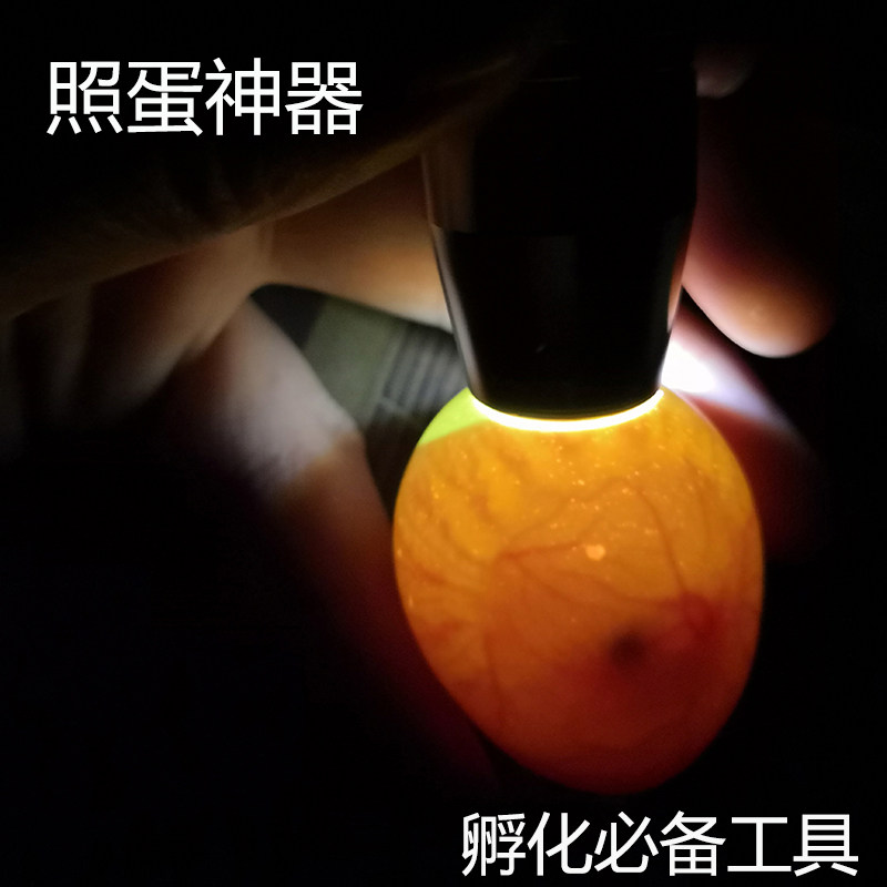 照蛋器孵化专用照蛋灯小鸡鸭鹅鸽子鹦鹉鸟白光鸡蛋led强光手电筒