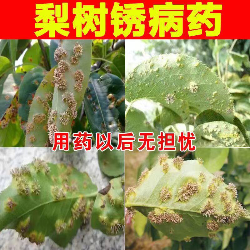 梨树病全治梨树杀菌剂梨锈病黑星病黑斑病褐斑病轮纹病疫病白粉病