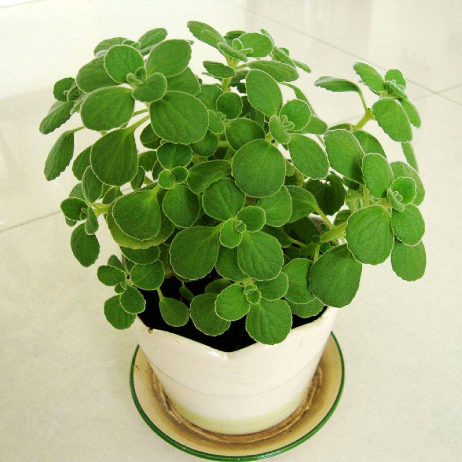 一抹香盆栽 室内碰碰香 香草多肉植物 客厅驱虫净化空气绿植花卉