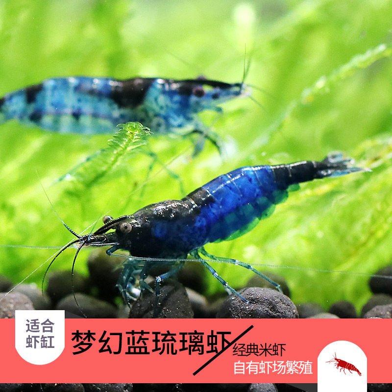 观赏虾热带淡水除藻虾梦幻蓝琉璃虾蓝色虾草缸虾清洁虾工具虾活体