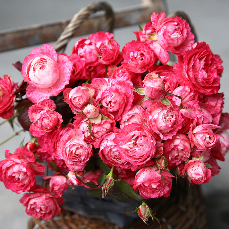 天狼月季雪花肥牛25升盆栽多季日月庭院花园观花植物盆栽