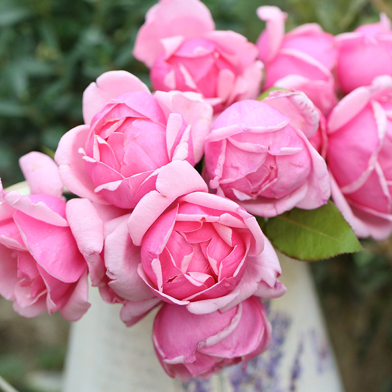 天狼月季映日荷花25升盆栽中国古老月季庭院露台植物玫瑰花卉