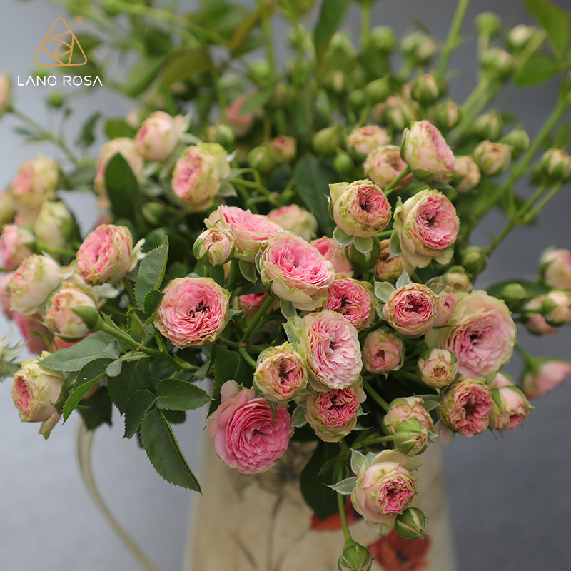 天狼月季超级感觉25升盆栽多季多头丰花微月庭院花园植物玫瑰花