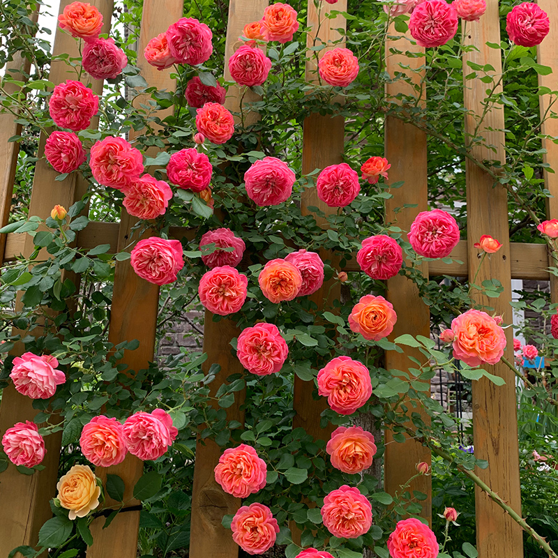 天狼月季的优惠券大全—天狼月季 藤本浪漫宝贝2.