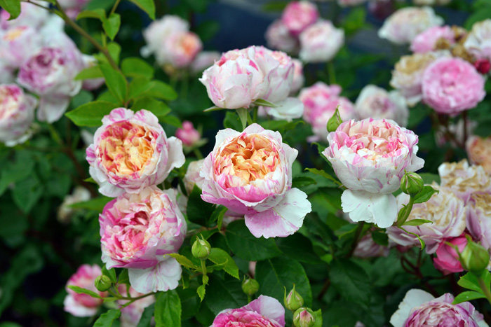 天狼月季爱杜尔马奈花苗多季开花植物灌木包子花型好养植物玫瑰花_不