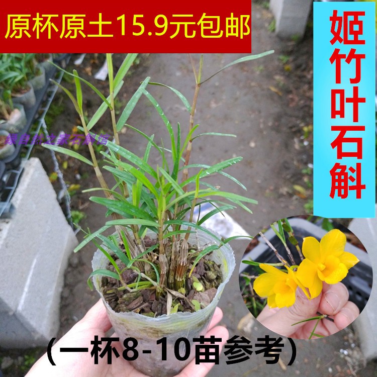 姬竹叶石斛竹叶石斛浓香型石斛兰花室内盆栽比多肉好养绿植物花卉