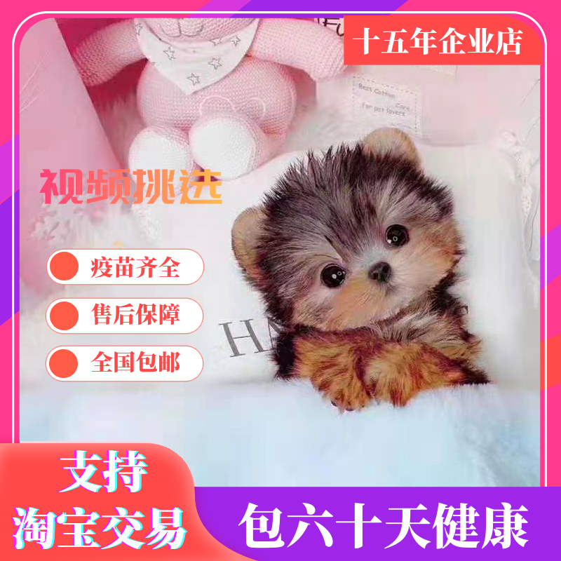 赛级约克夏梗纯种幼犬小型茶杯犬宠物狗超小体约克夏茶杯约克夏