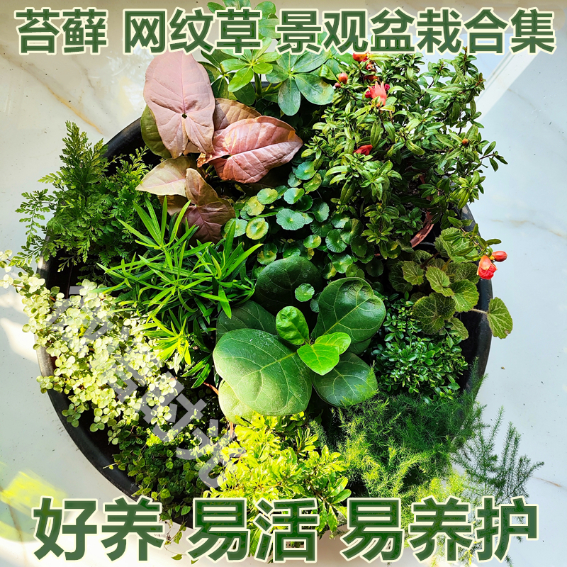 网纹草苔藓微景观植物鲜活绿种植小盆栽土养室内青苔diy材料儿童