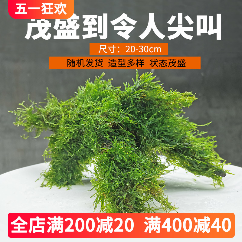 莫斯沉木水草一体造景成品大三角真植物绑好树桩造型天然鱼缸装饰