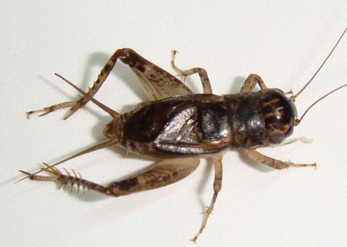 标本蝶语蟋蟀科油葫芦本真昆虫学生科普教育收藏特色爬宠