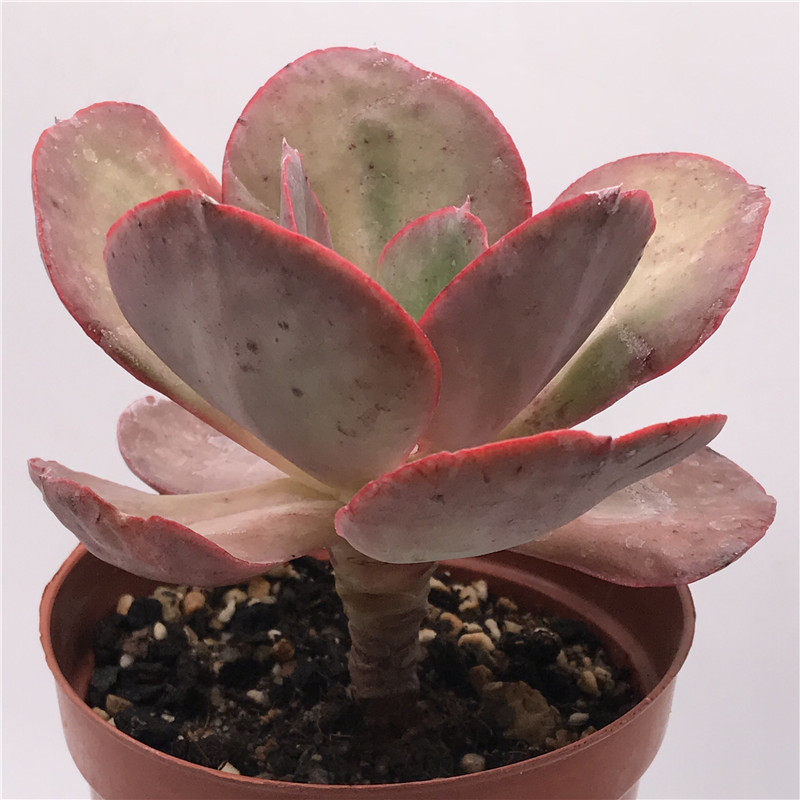 大叶秀研初吻多肉植物老桩多头群生惊爆低价非常容易好养办公摆件