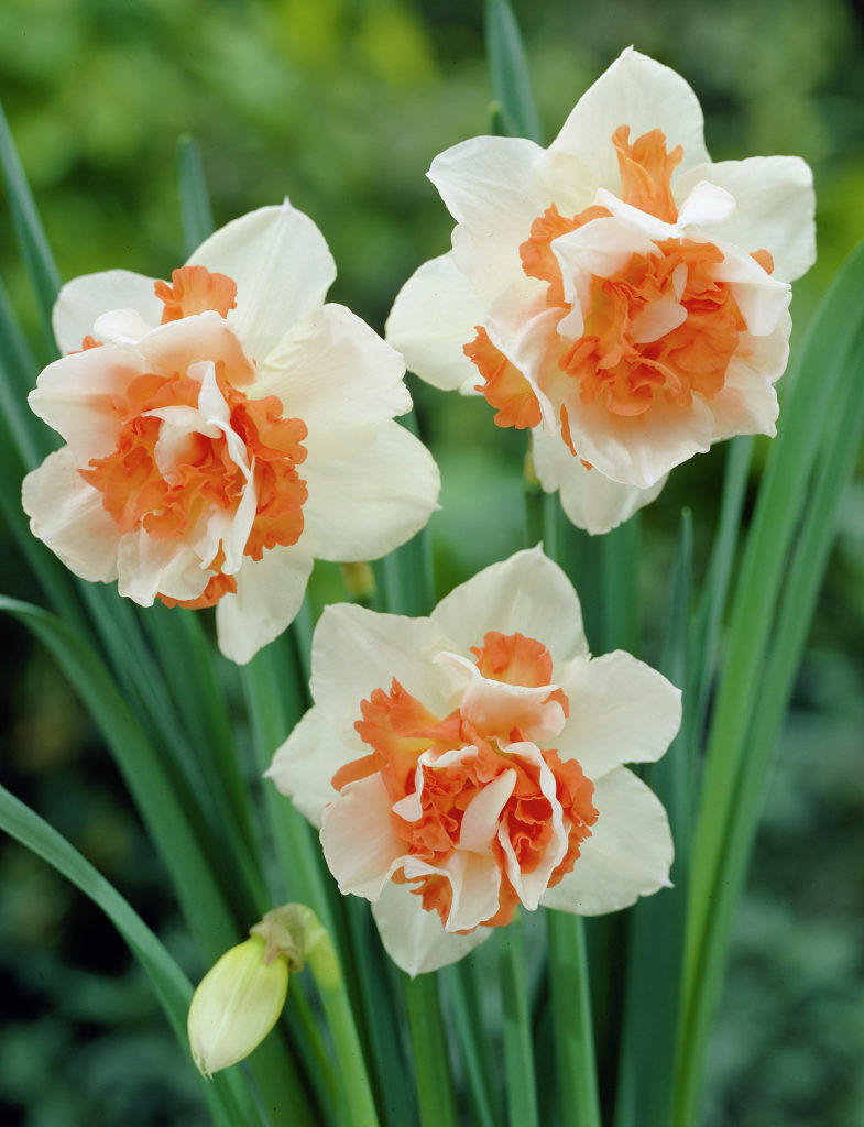 预11月发货★真正荷兰进口f1代洋水仙种球根花种子多彩色红黄芯