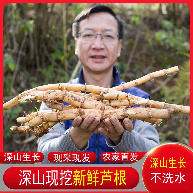 芦根深山新鲜芦茅根头现挖现发农家煲