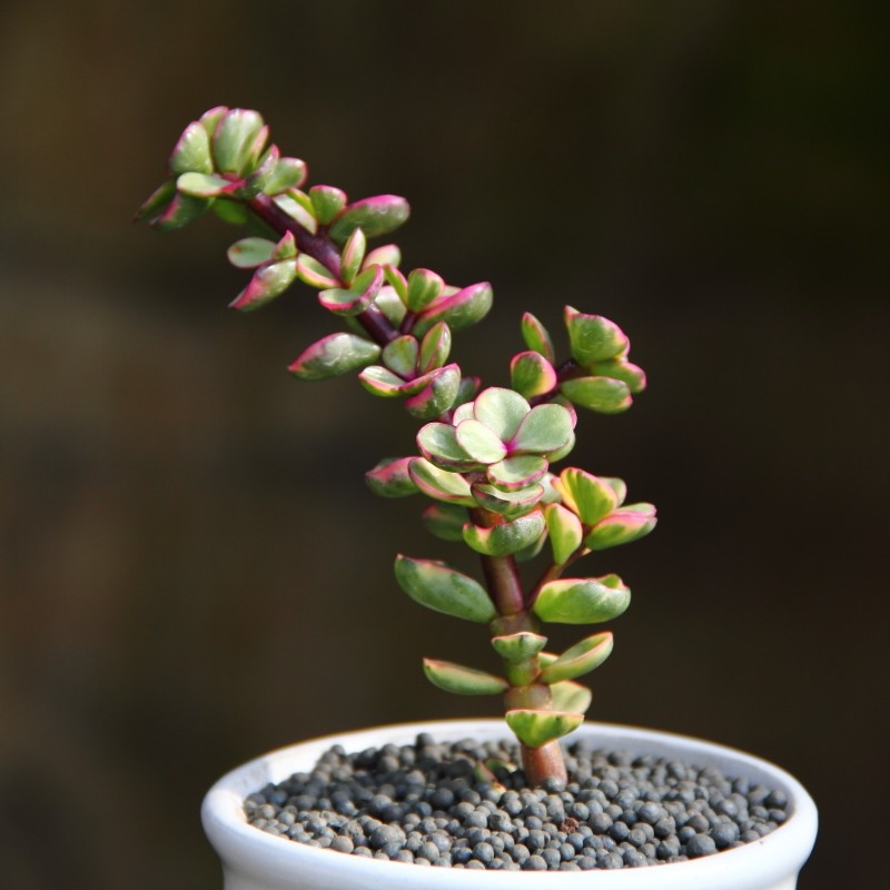 马齿苋科_雅乐之舞金枝玉叶老桩造型株马齿苋科马齿苋属多肉植物皮实