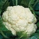 耐热抗病的国产优质花椰菜种子 雪山60天白菜花种子 白花菜种子