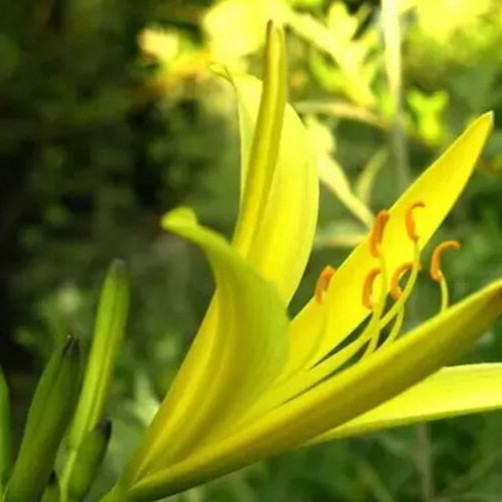 黄花菜种子种苗金针菜籽家庭园艺室外食用蔬菜籽观赏绿化四季易活