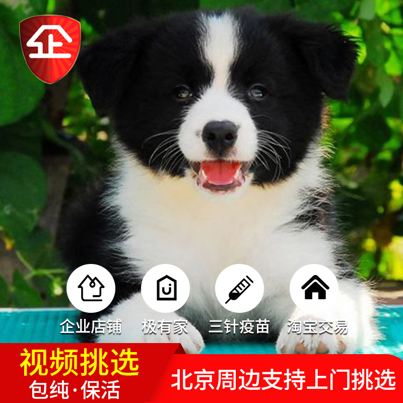 边境牧羊犬幼犬活体纯种高智商宠物狗小狗狗幼崽黑白中型陨石边牧在类目 宠物/宠物食品及用品, 狗狗中 - 来自Buy2taobao.com提供专业的淘宝代购服务