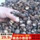 小香菇干货特厚小蘑菇湖北香茹农家黑面菇金钱菇商用冬菇干香姑