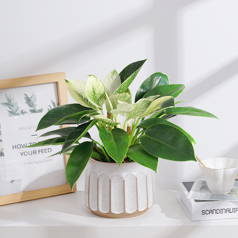 心森岚稀有铂金钻石绿公主室内水培好养桌面植物小叶金钻盆栽绿植