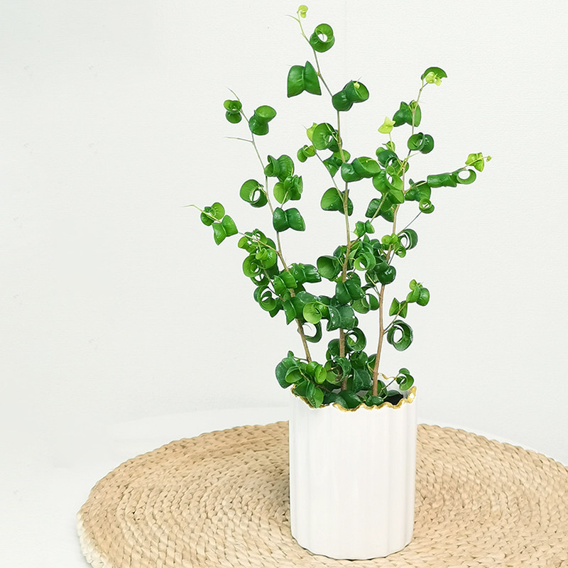 直播卷福卷叶榕盆栽北欧室内阳台好养四季常绿日系可爱绿植