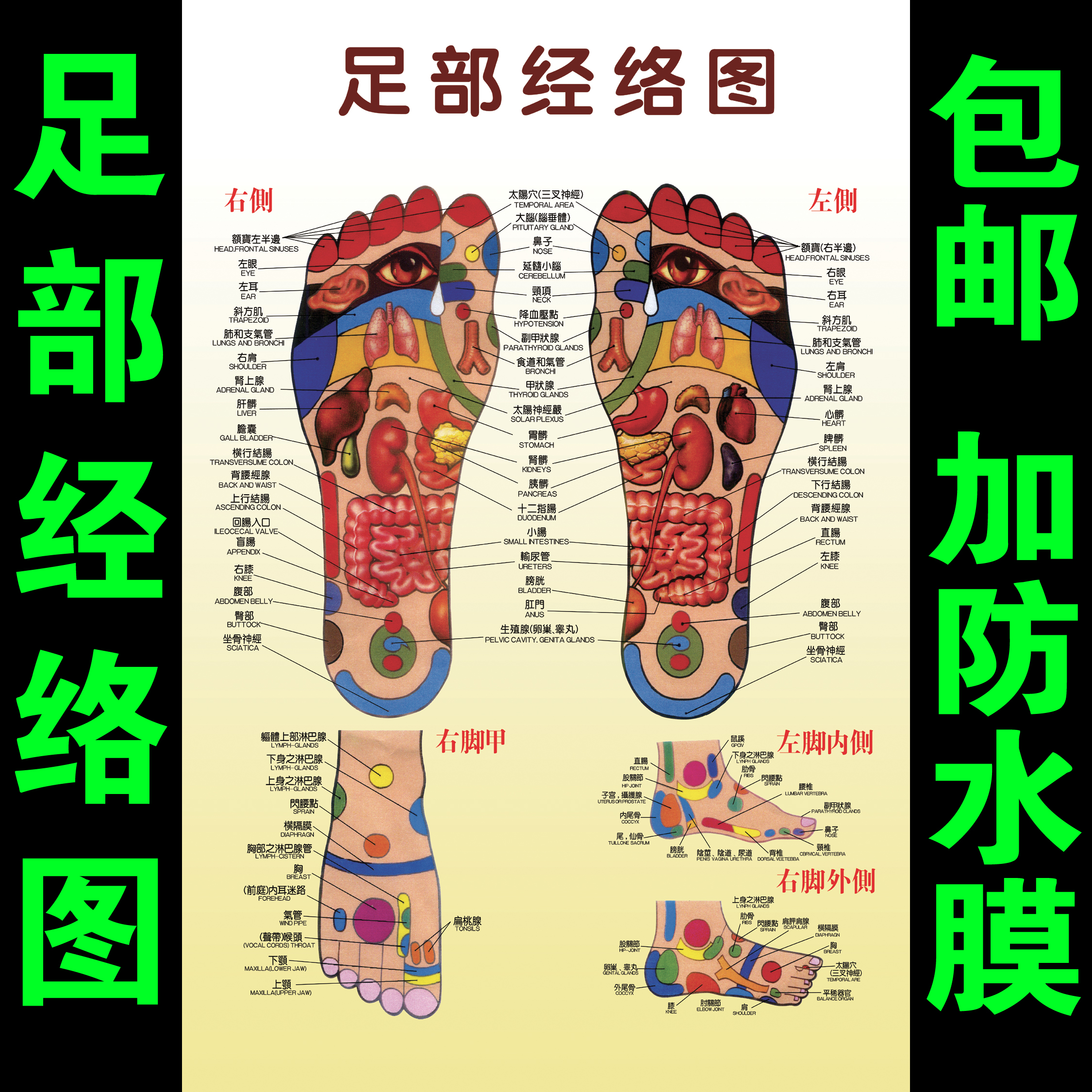 足部反射区挂图足脚底按摩保健足疗足浴拔罐艾灸经络穴位图解海报