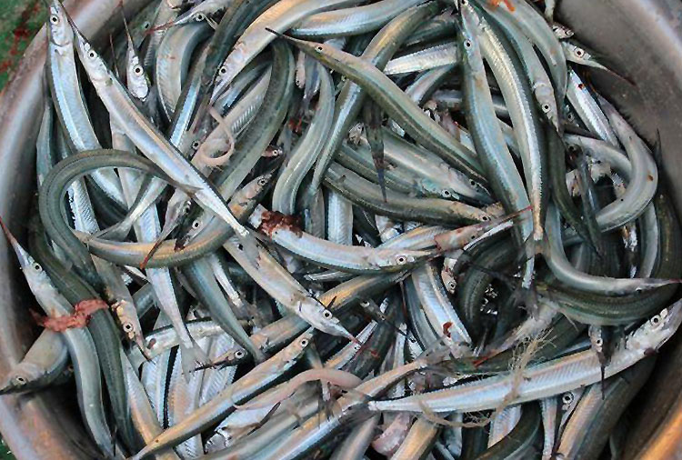 海釣水針魚串鈎銀針魚鶴針魚串鈎釣組套裝筏釣七星漂烏頭鲻魚串鈎在類目 戶外/登山/野營/旅行用品, 垂釣裝備, 魚鉤中 - 來自Buy2taobao.com提供專業的淘寶代購服務