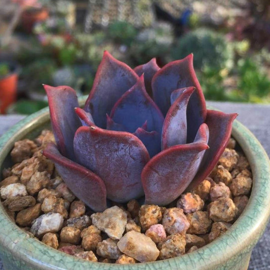 多肉植物露西娜 进口肉肉防辐射吸甲醛 办公室组合盆栽 花卉绿植