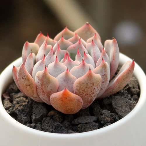 粉爪多肉植物新品推荐办公室防辐射绿植花卉盆栽 萧萧家精品多肉_不