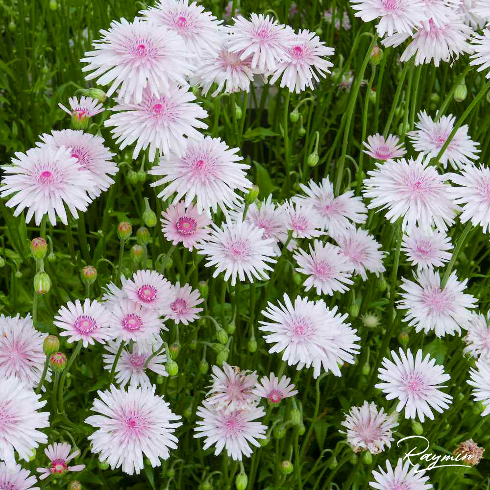 raymin 耐热丰花好养花卉一年生草花草本野趣小花【粉色蒲公英】