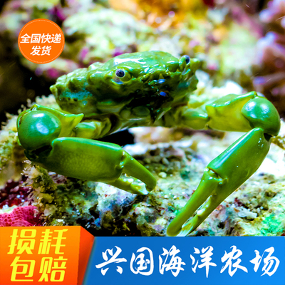 绿宝石蟹 海葵蟹瓷螃蟹 活体海水鱼缸夏威夷除藻气泡养定快递包活