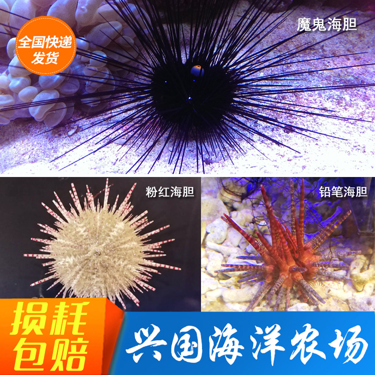魔鬼海胆5